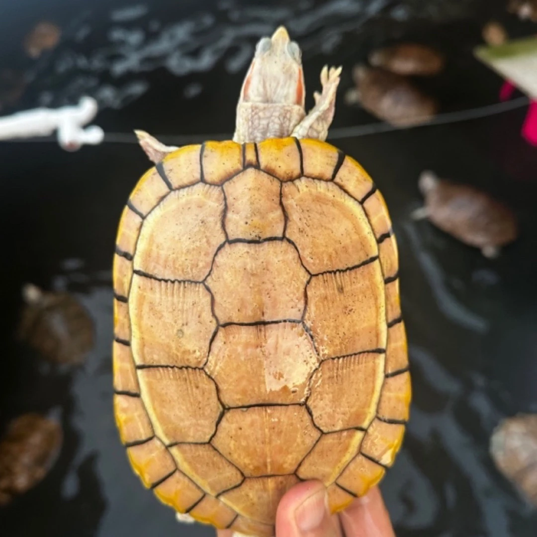 变异巴西龟果冻巴西宠物龟人工养殖直播挑选冷水合法养殖