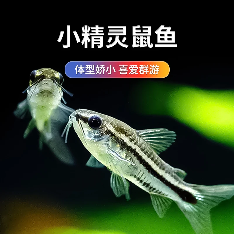 小精灵鼠鱼热带观赏鱼除藻工具鱼迷你小鼠鱼超可爱娃娃月光鼠活体