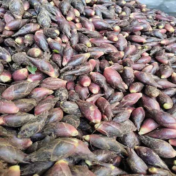 新鲜洋荷姜贵州野生洋荷阳荷阳霍洋河蔬菜0.5，1,2,3,5斤包邮