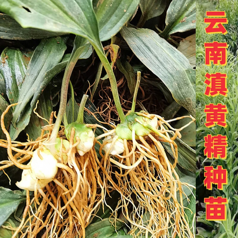 云南滇黄精种苗种球产地现挖现发大黄精四季不倒高产量正品保证