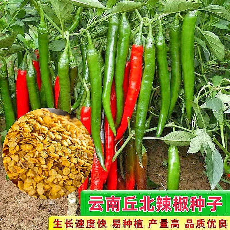 丘北本地栽培辣椒种子香辣增香美味中辣特香阳台种植花盆四季可种