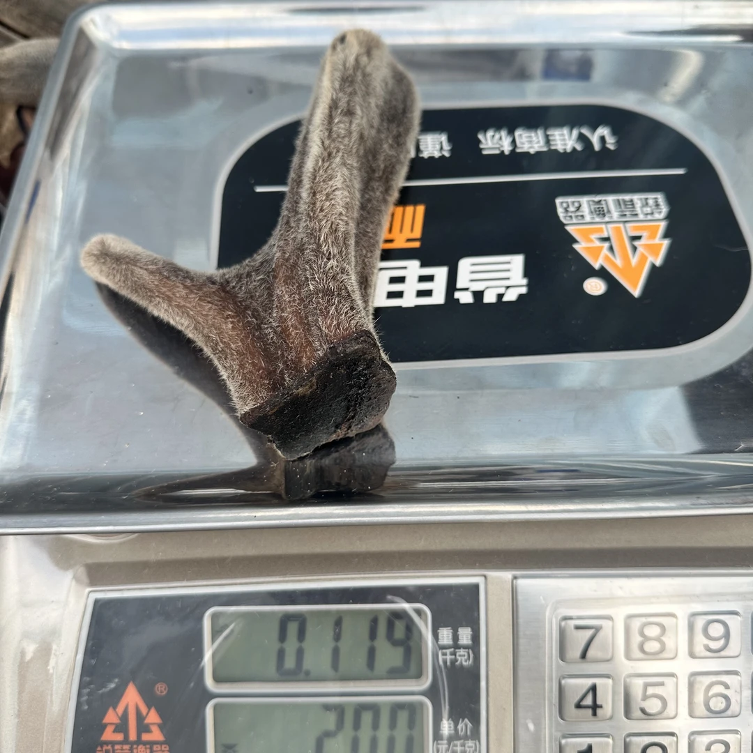 善小舟东北双阳 整颗 鹿茸 现场称重 119克