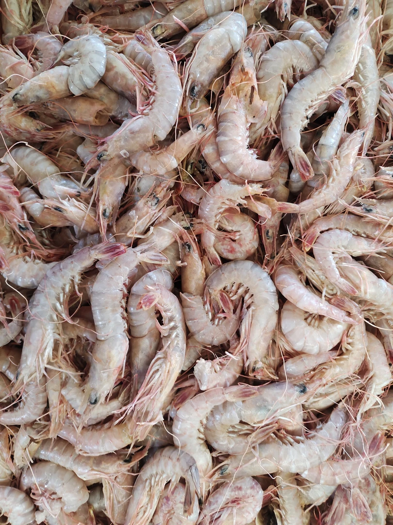 青岛发货，当地蛎虾.5斤包邮