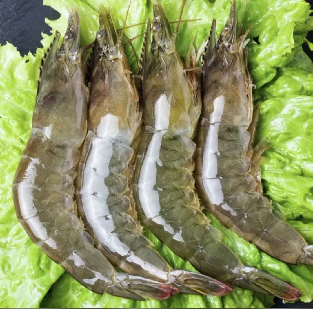 青岛发货，20-30海水大虾