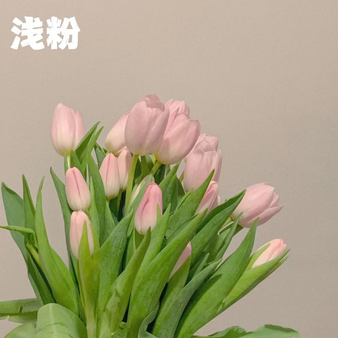 【四季开花】郁金香花苗水培土培植物浓香好养宿舍阳台的绿植花卉