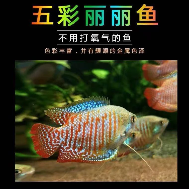 优质五彩丽丽鱼曼龙鱼活体小型金鱼热带淡水鱼新手好养耐活鱼苗