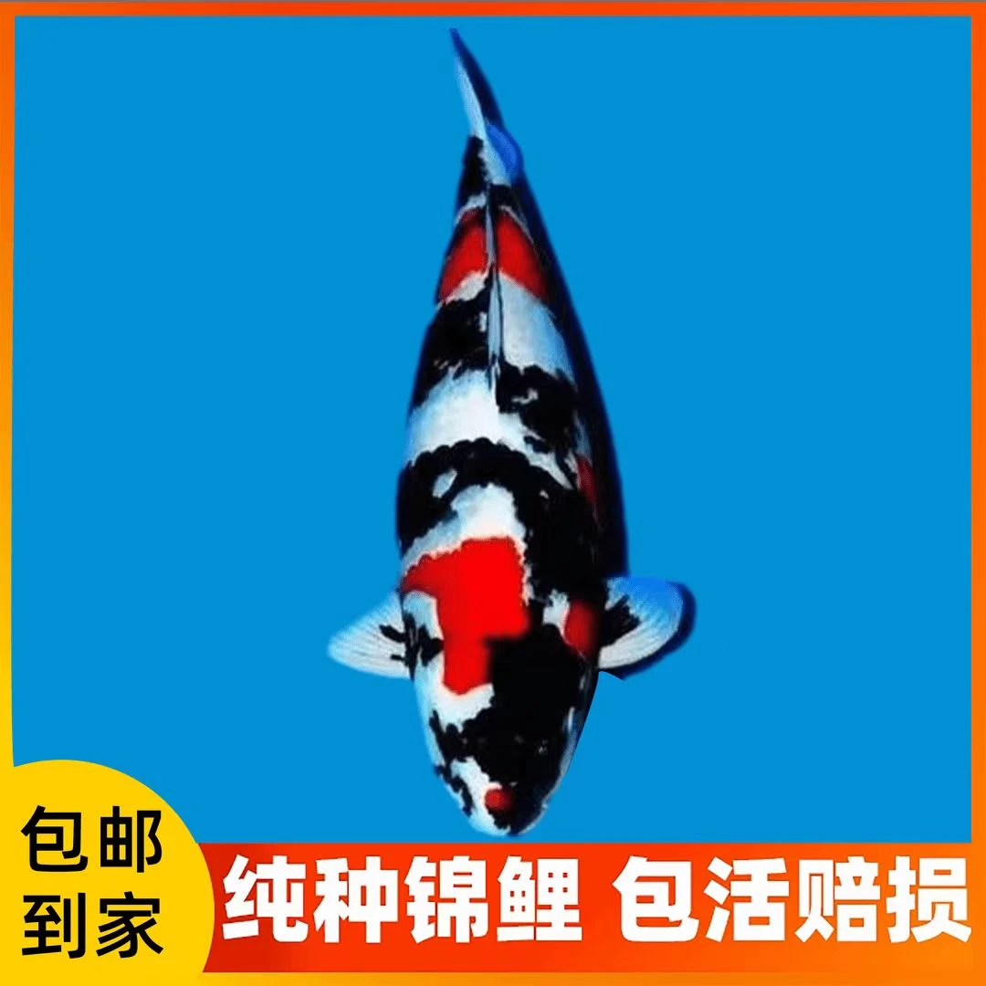 观赏鱼锦鲤红白大正超萌好物冷水鱼好养耐活养鱼发货活体养殖