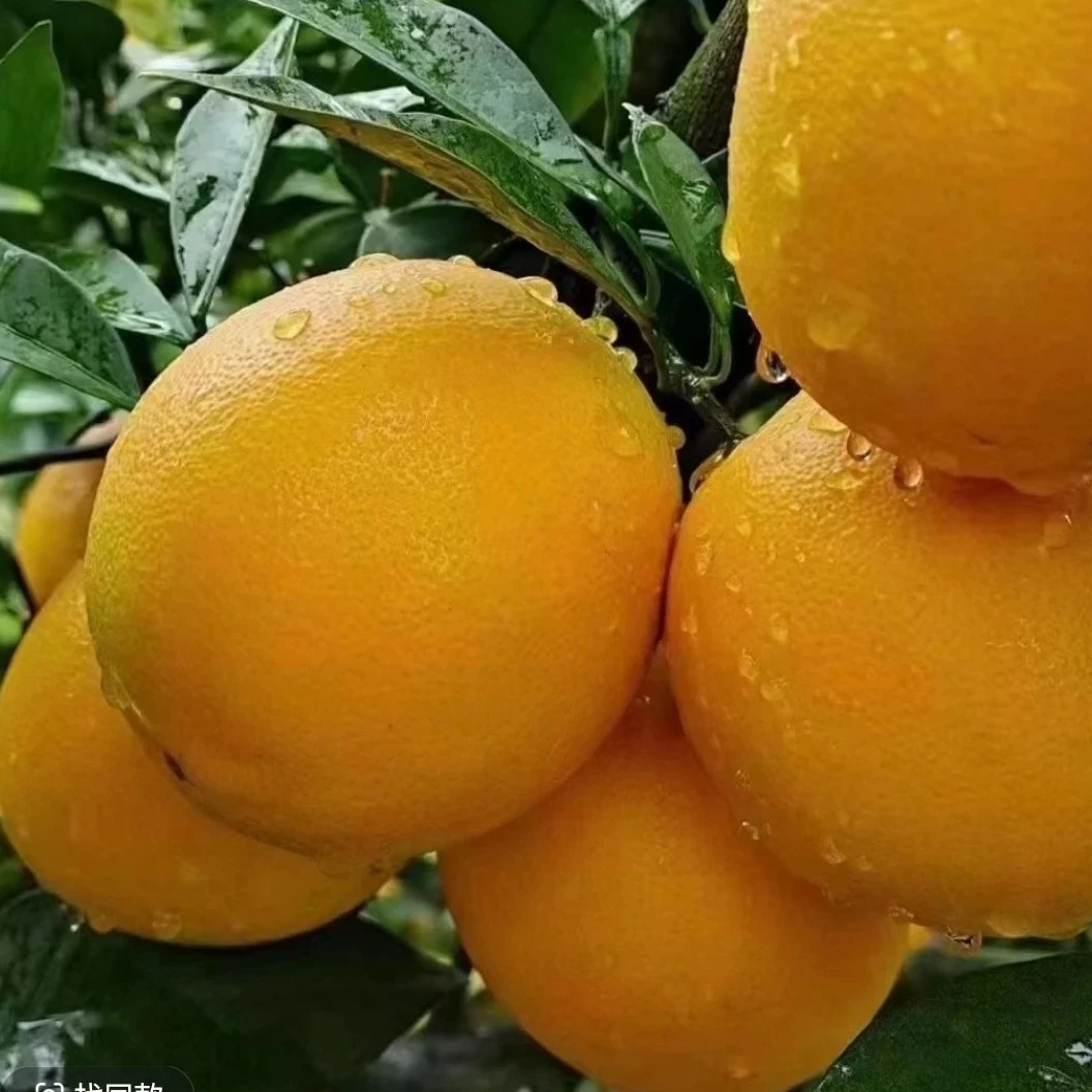 10斤果王江西脐橙高山种植.产地直发.全国鲜到.坏果包赔.顺丰送货
