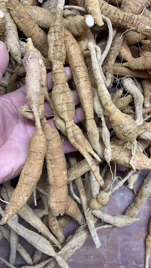 小串蛋牛大力 老身小串串蛋 煲汤泡酒料（直播为准）