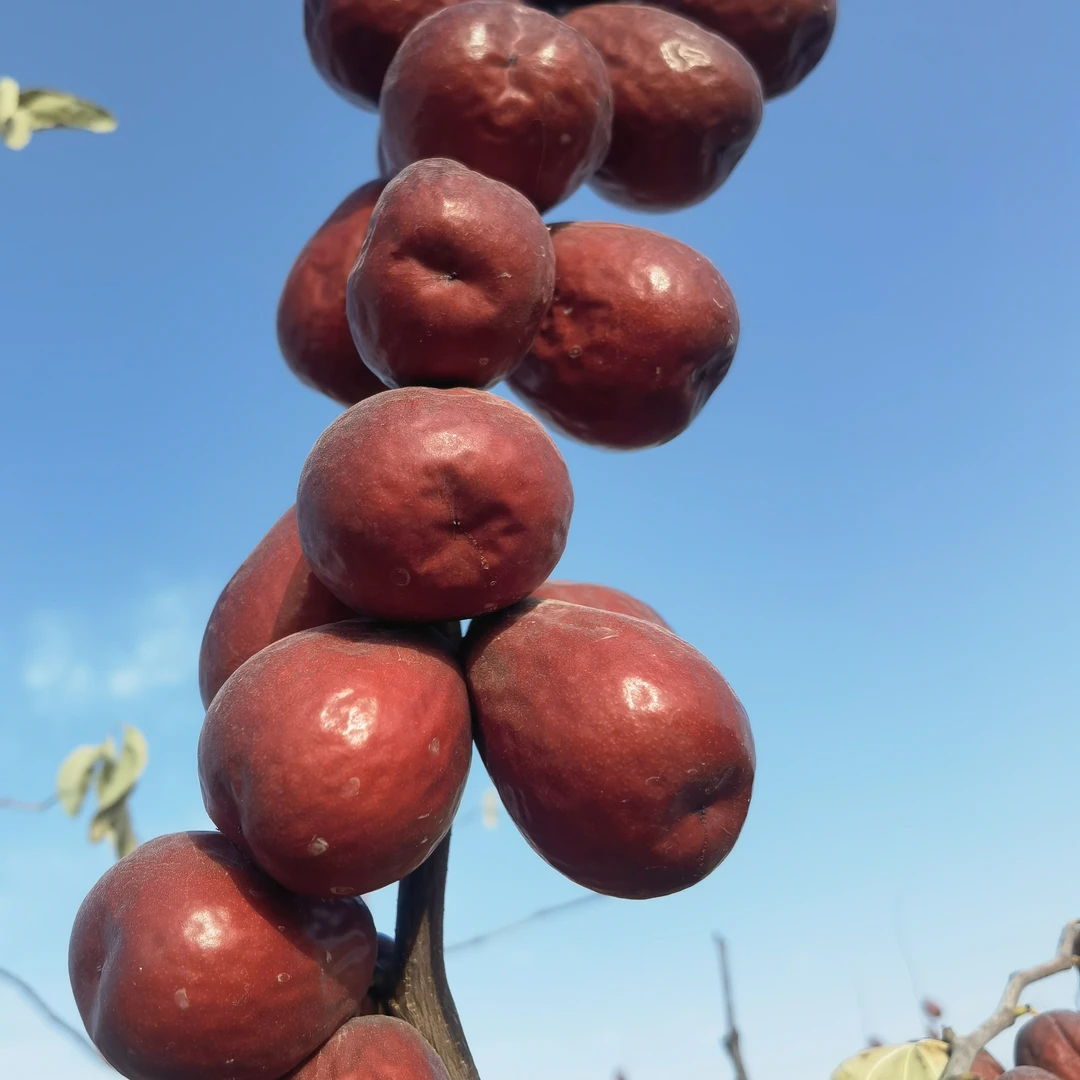 [新疆直发]2025年大果3.8-4.5cm新果新疆特产皮薄原生态