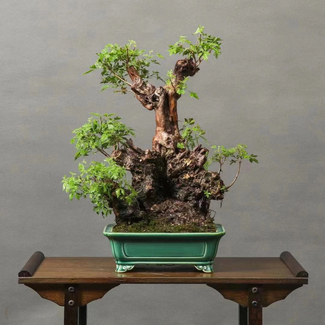 黄荆盆景 黄栌 微型老桩 盆景素材 观叶 观桩 耐寒 耐汗好养 易活