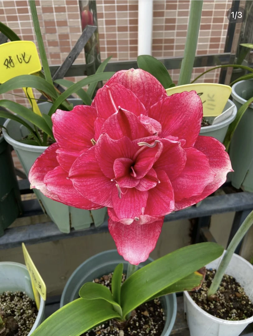 【澳朱】汤姆/奈丽夫人/香吻/天仙美女/贵妇/漂亮女孩  朱顶红种球