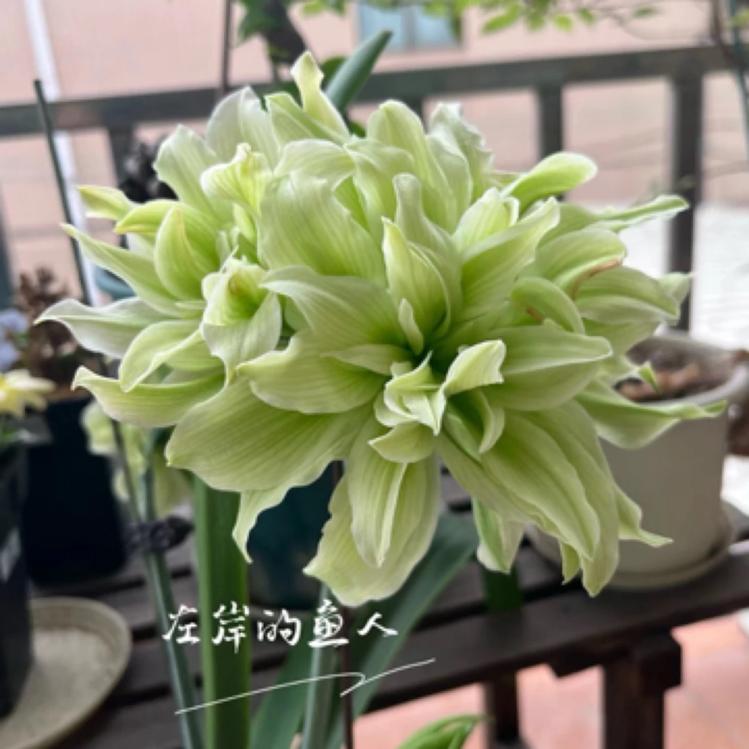 双绿/双月朱顶红种球
