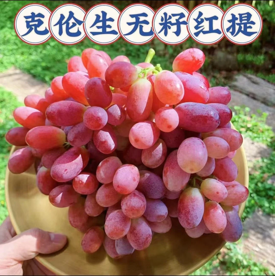 无品牌克伦生葡萄18.8/3斤 无籽红提爆甜多汁（1级果）