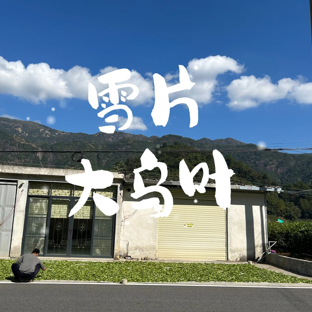 雪片大乌叶凤凰单枞茶叶轻焙火清香型凤凰山茶农自产自销单丛茶叶