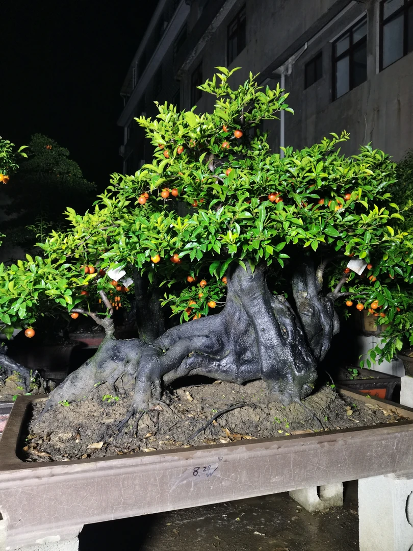 金弹子盆景 大中小各种造型