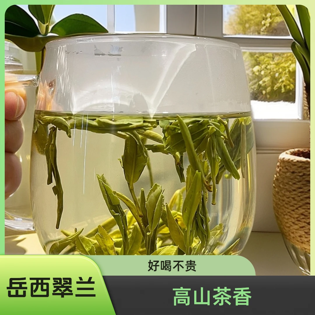 【文姐甄选】精选2025新茶岳西翠兰高山茶花香型