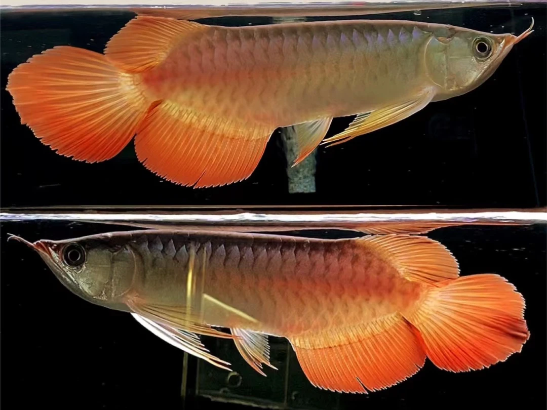 纯种印尼超血辣椒红龙活鱼高背蓝底过背古典金龙鱼活体鱼苗包邮