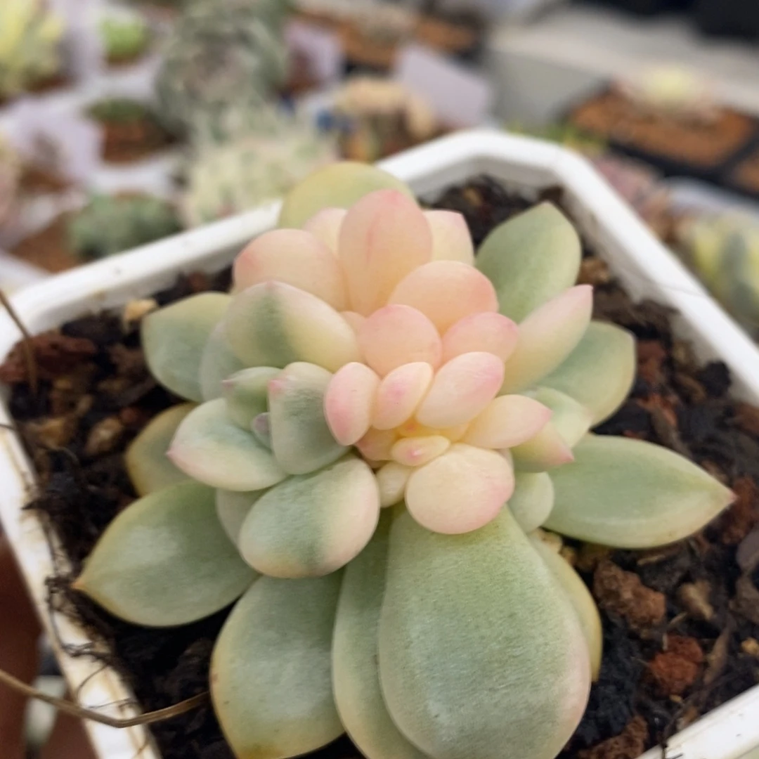 泠**丶冷兮寒 多肉植物