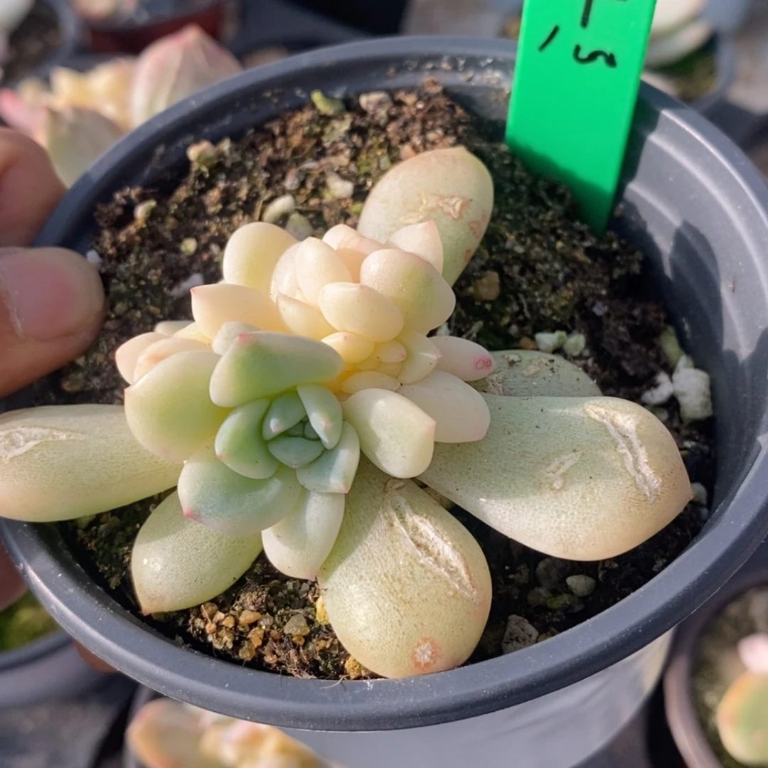【闪购商品】小*牛小耗牛