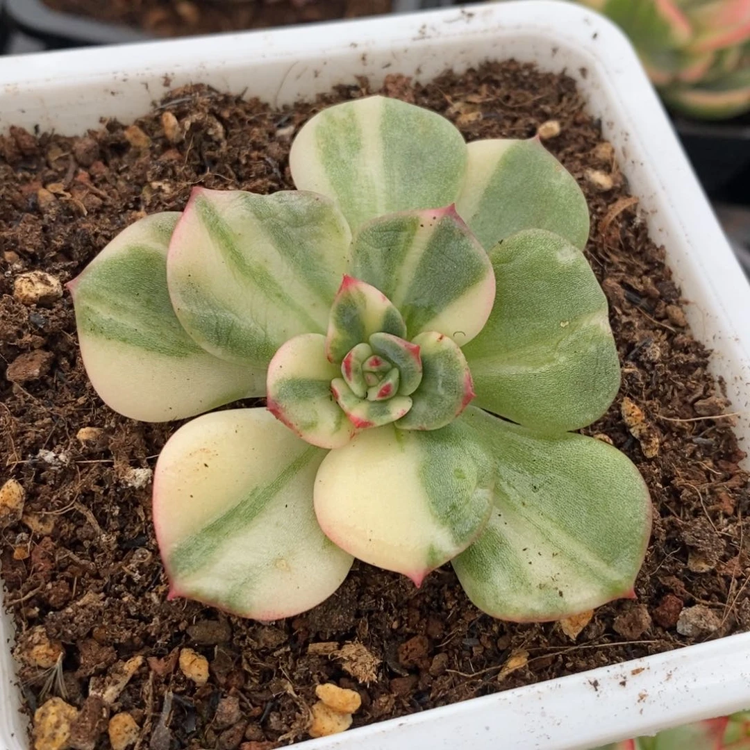 三文鱼锦 多肉植物