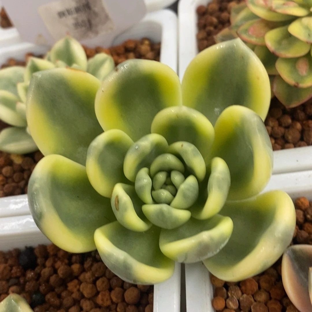 冷香锦 多肉植物