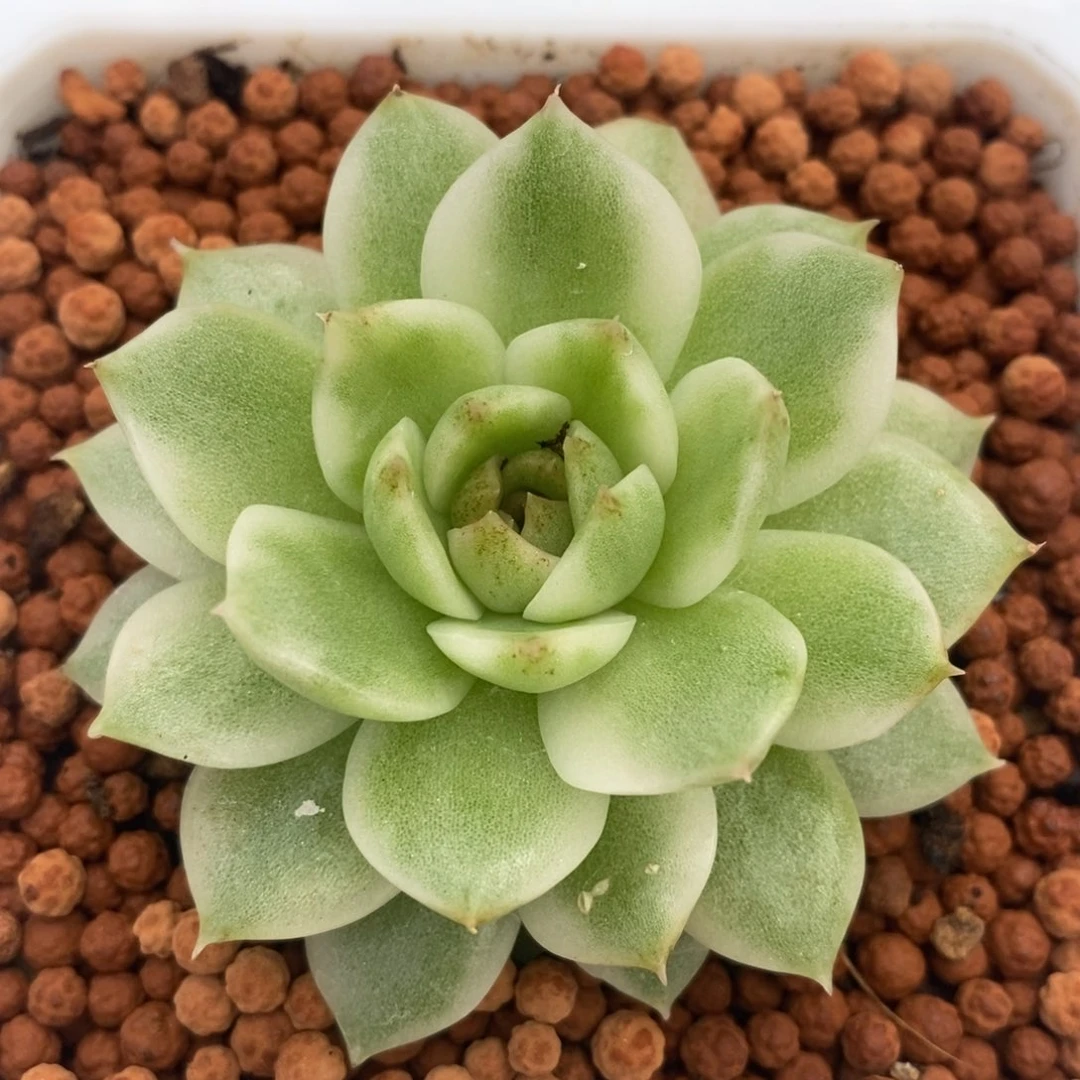 黑水晶锦 多肉植物