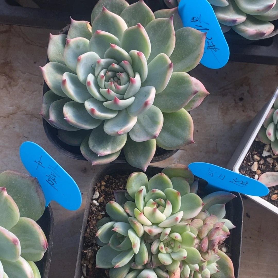 【闪购商品】前*前进
