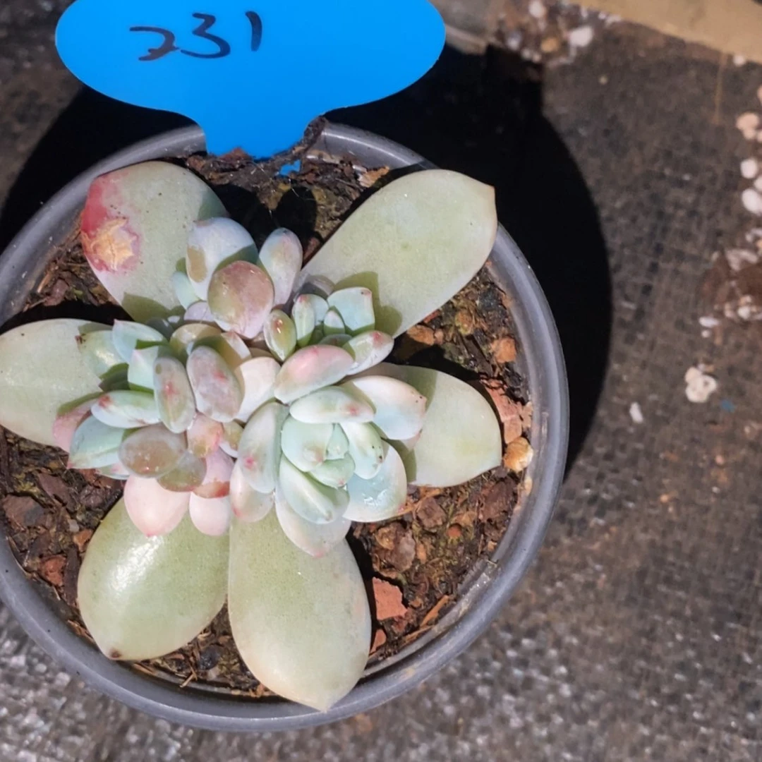 【闪购商品】毛****9补差价 231