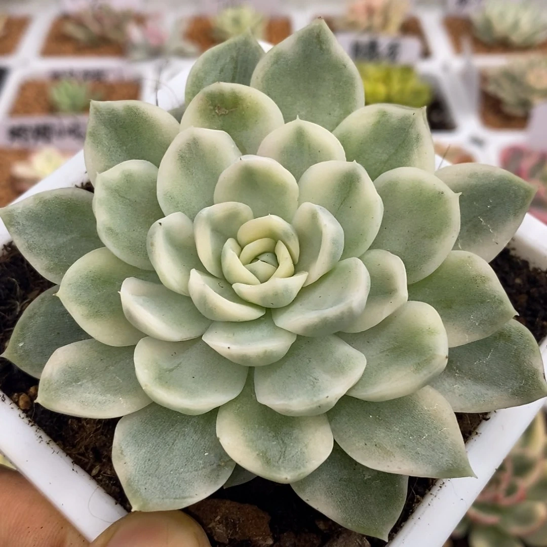 雪球锦 多肉植物