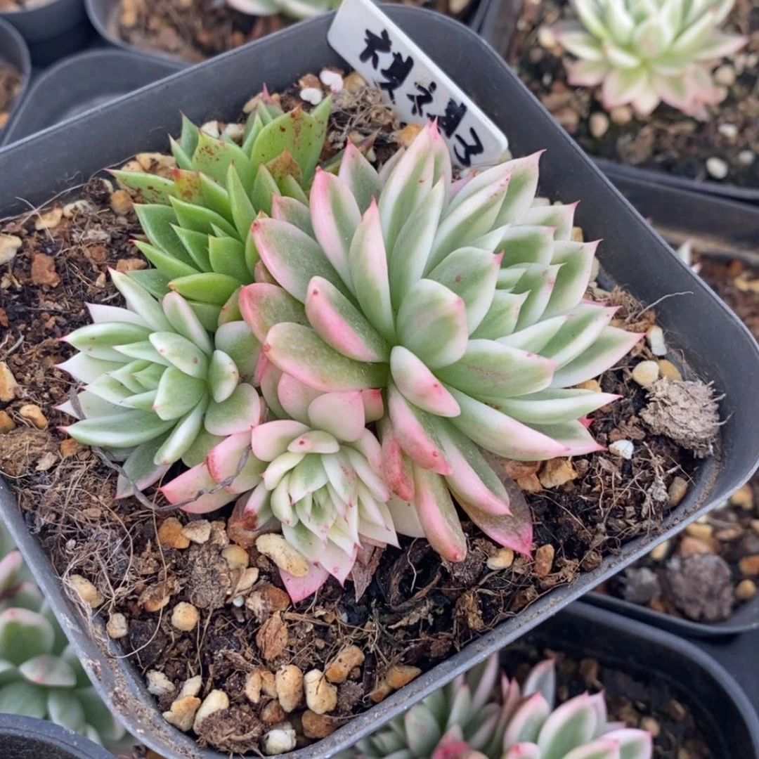 【闪购商品】祺*子琪琪子