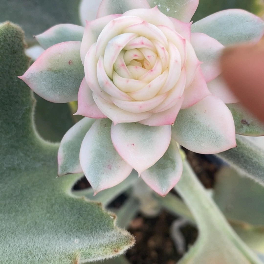 泠**丶冷兮寒 多肉植物