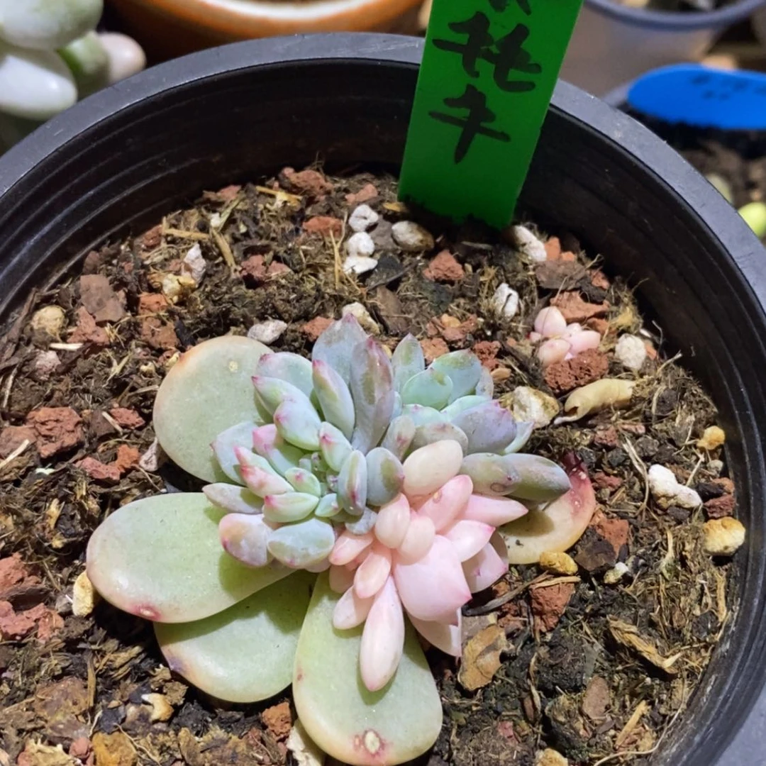 【闪购商品】小*牛小耗牛
