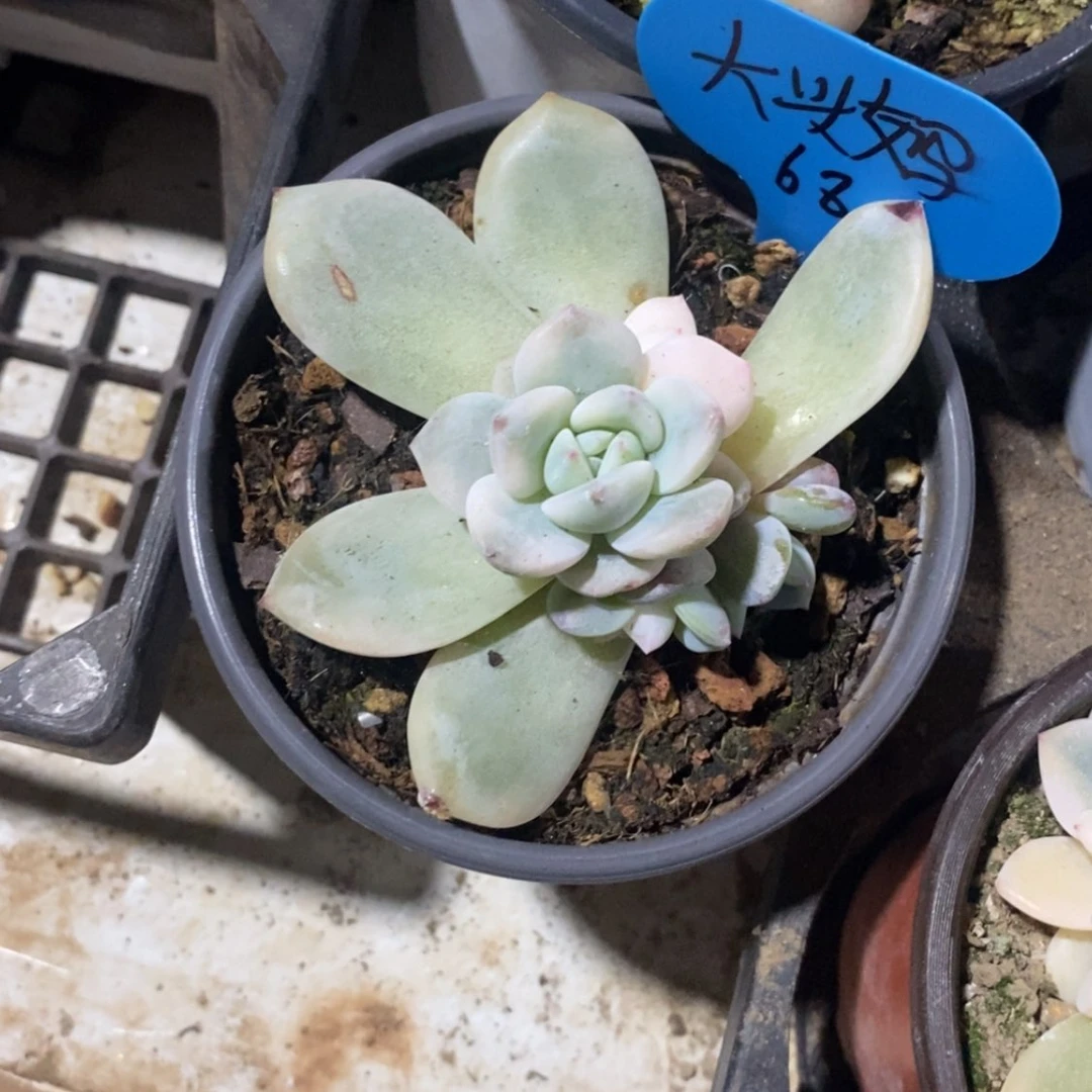 【闪购商品】大*妈大头妈