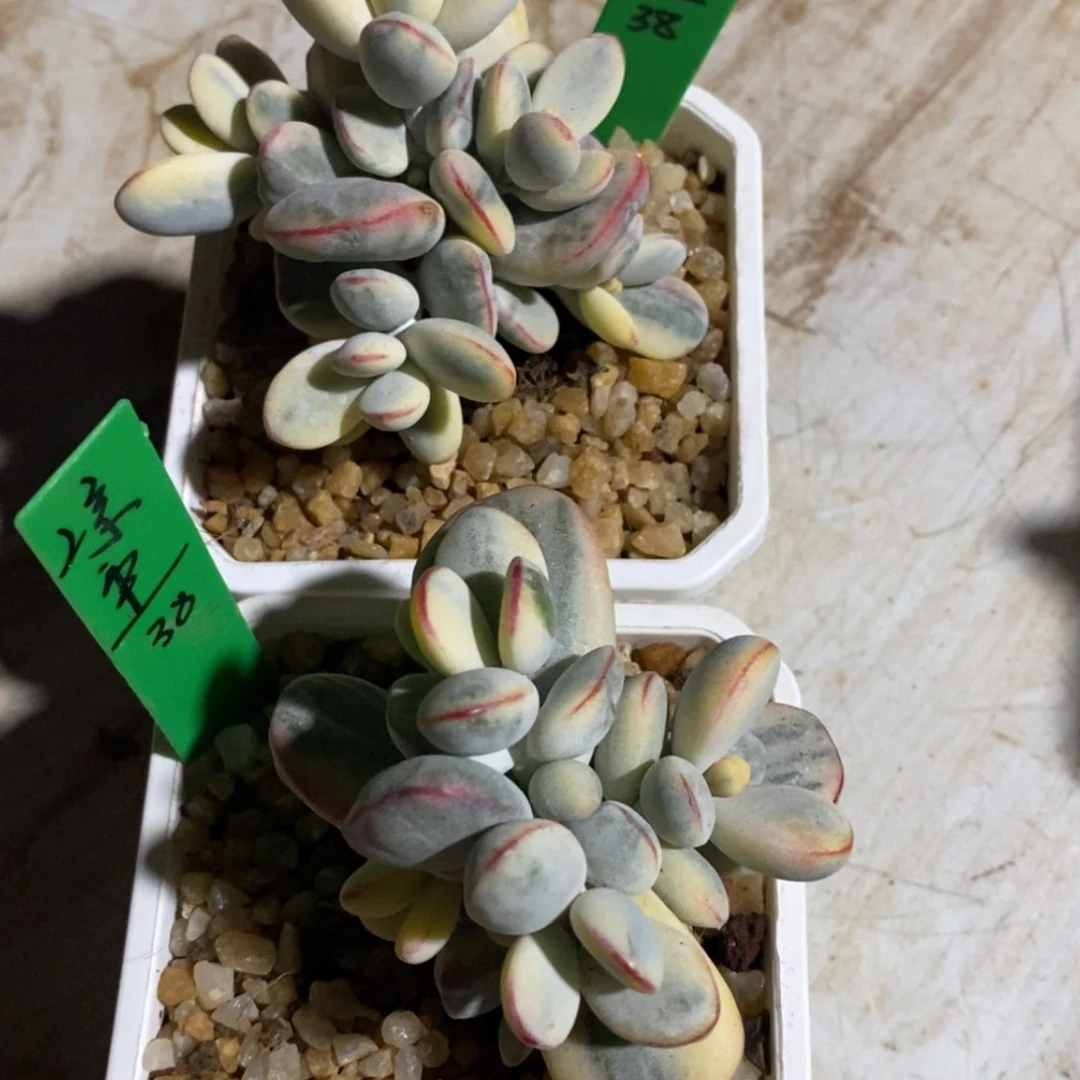 【闪购商品】凉生。