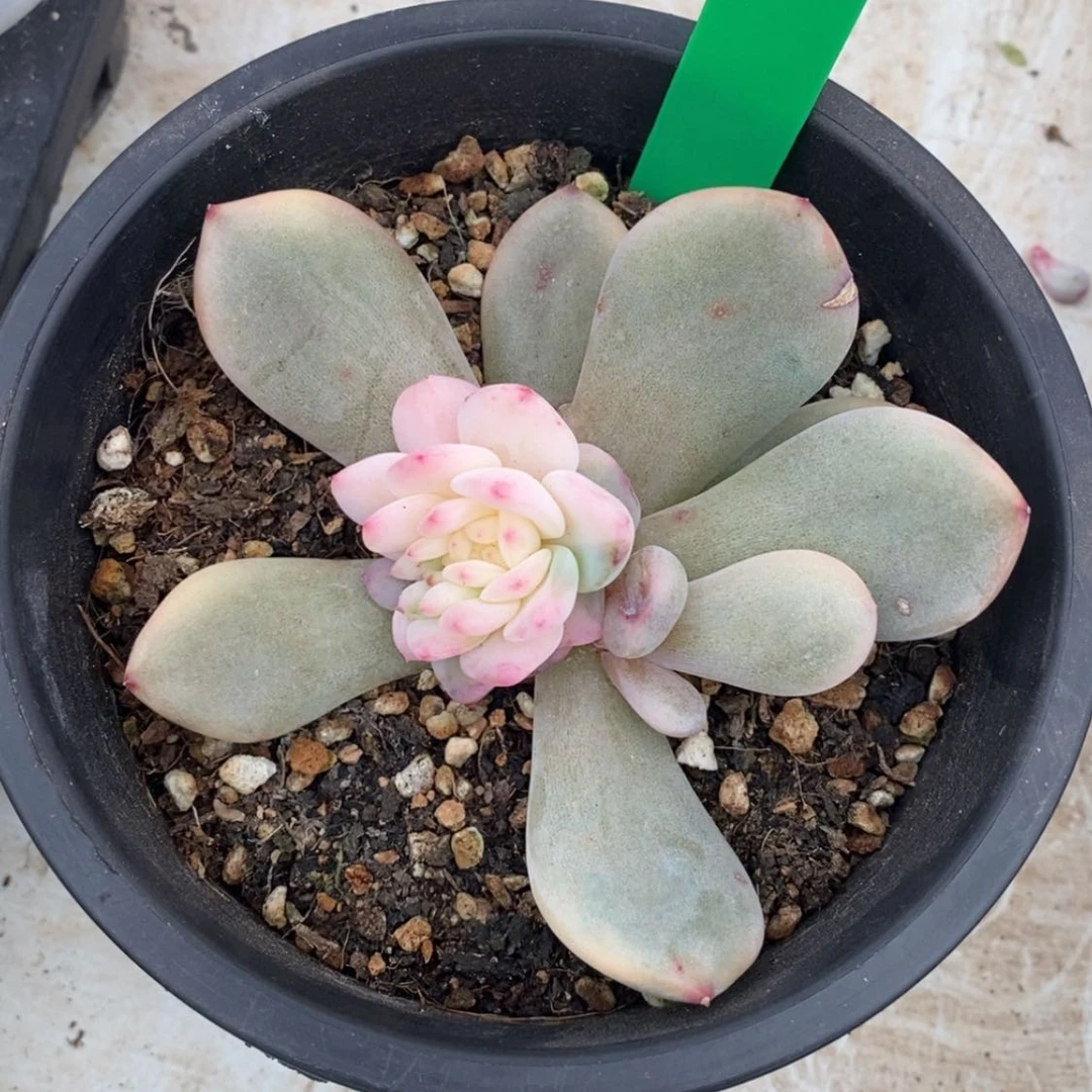 【闪购商品】L****y小孩