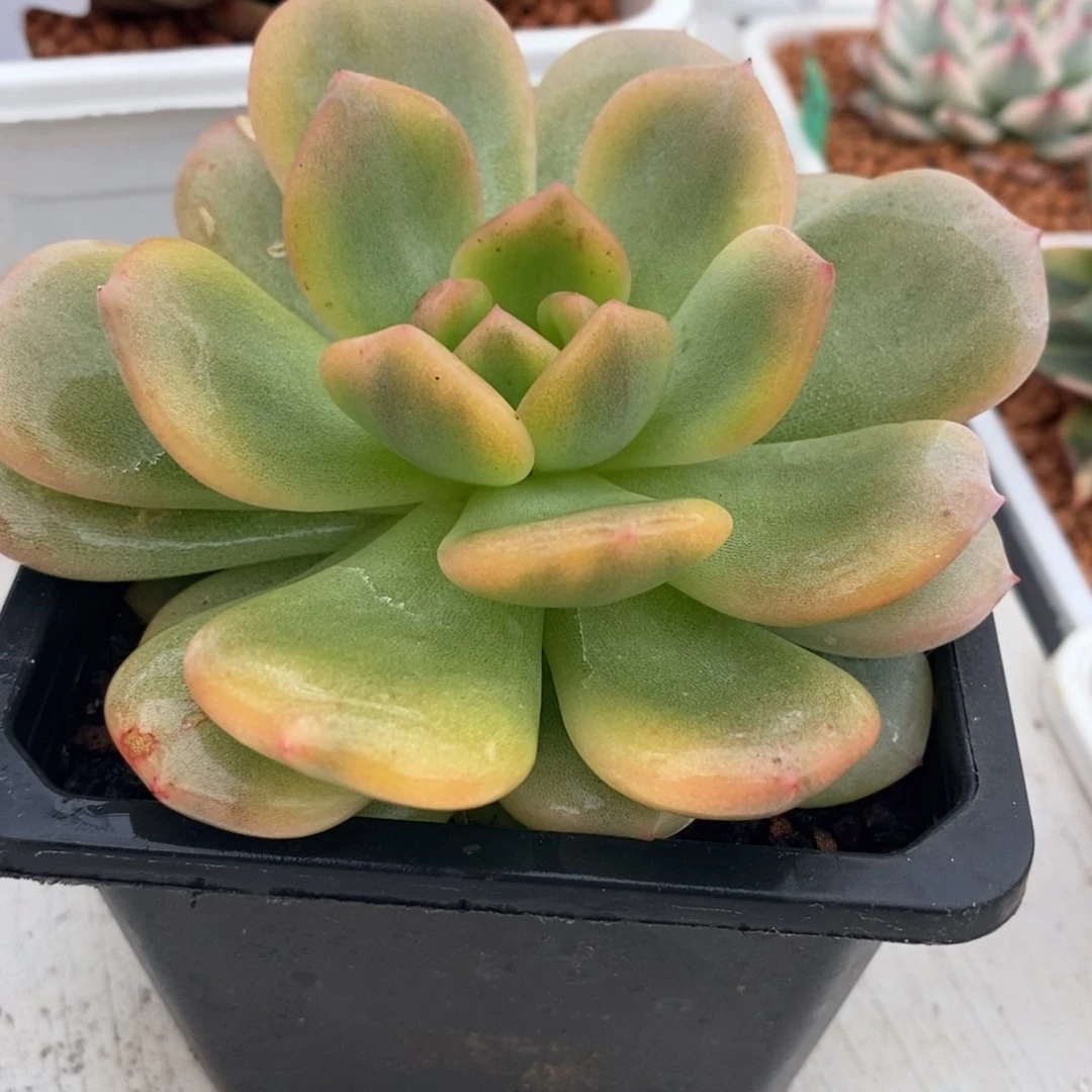 黄金梦露锦 多肉植物