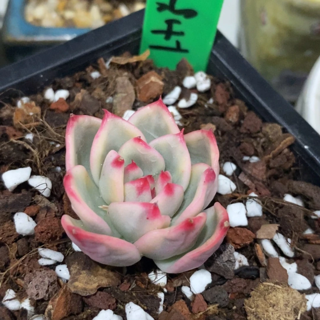 【闪购商品】气****宝七宝