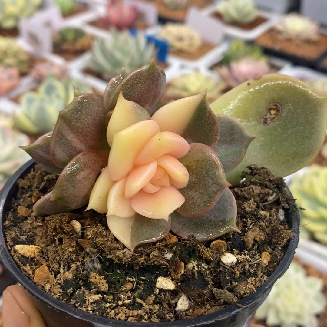 贝加尔湖锦 阴阳