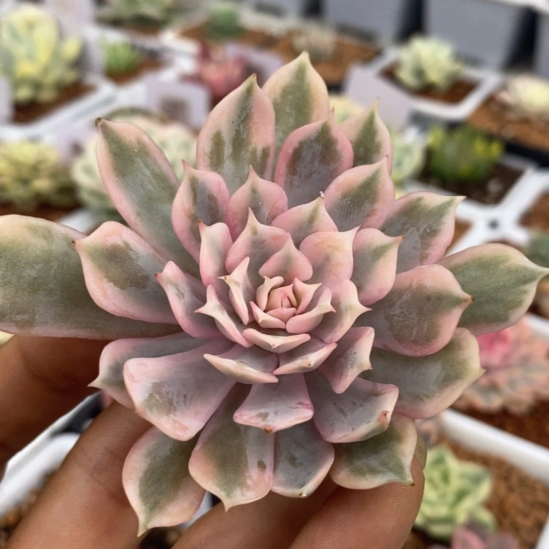 粉蝶锦 多肉植物