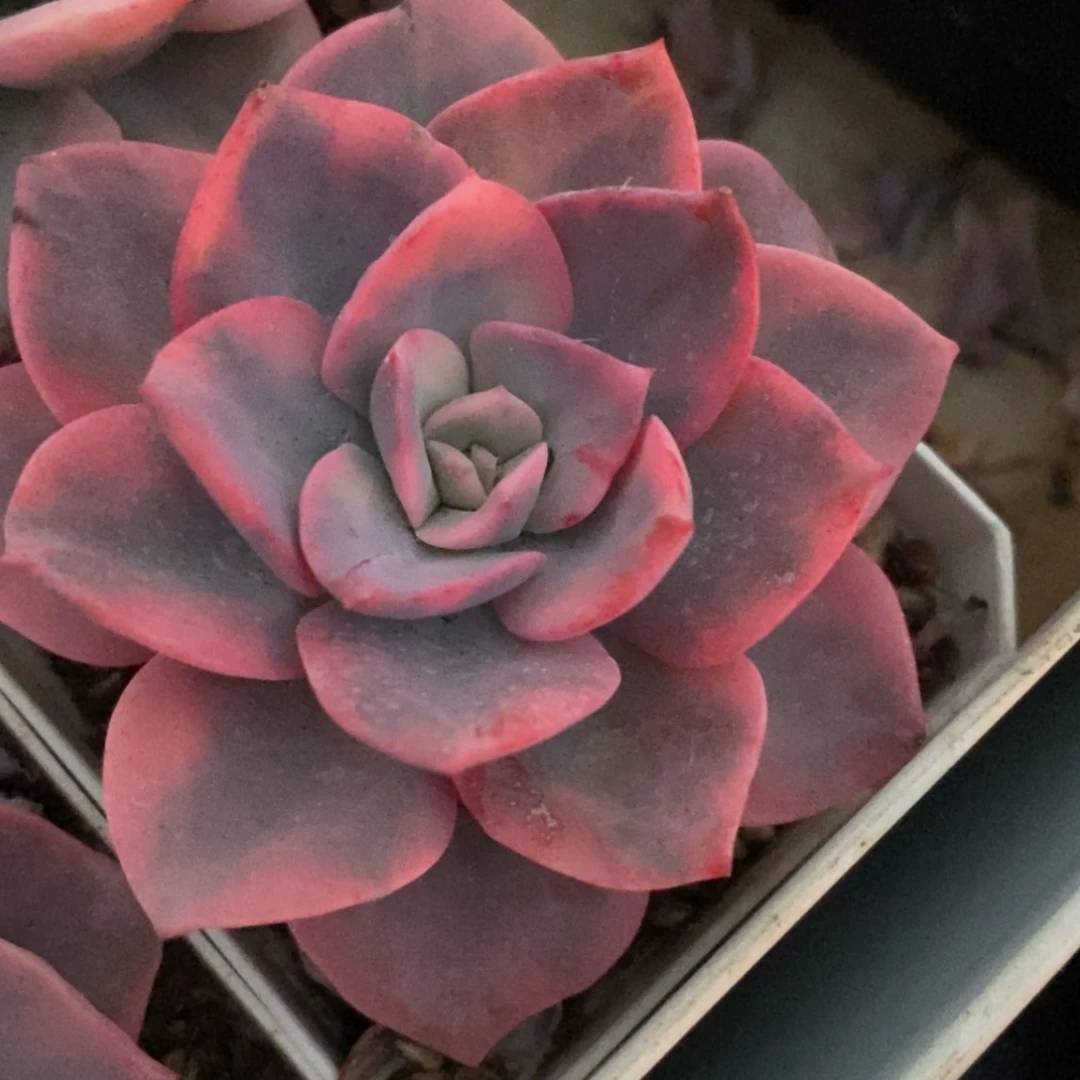 【闪购商品】粉哈林锦