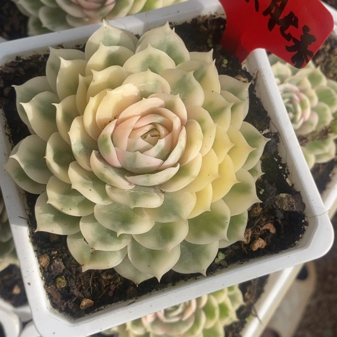 朦*美朦胧美 多肉植物