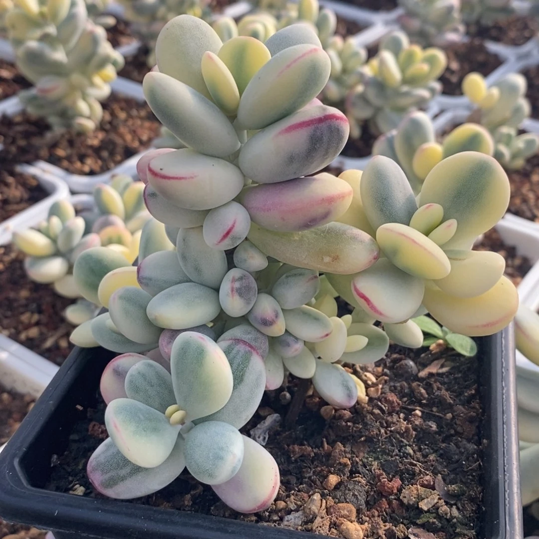 葱**顶葱花 多肉植物