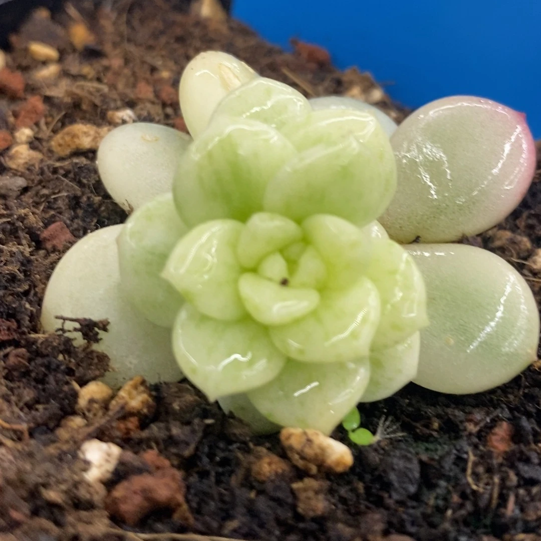 香水白拉丝锦 多肉植物