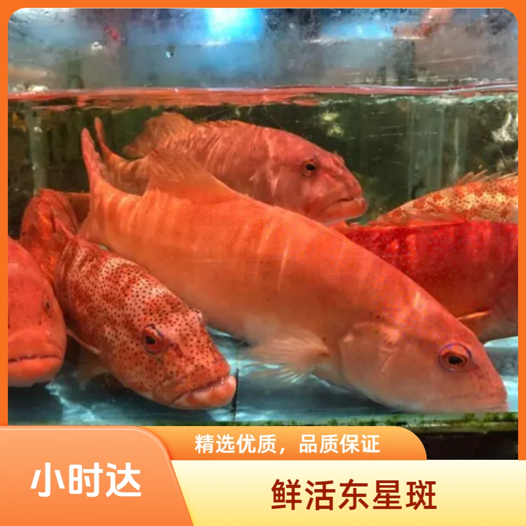 鲜活东星斑约1.3-1.5斤/条