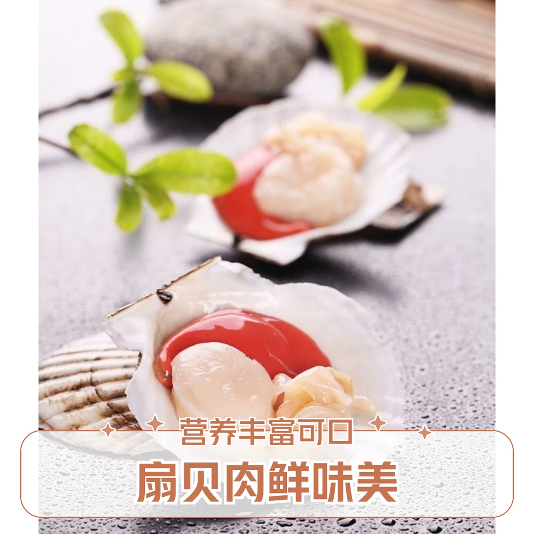 鲜活扇贝约500g