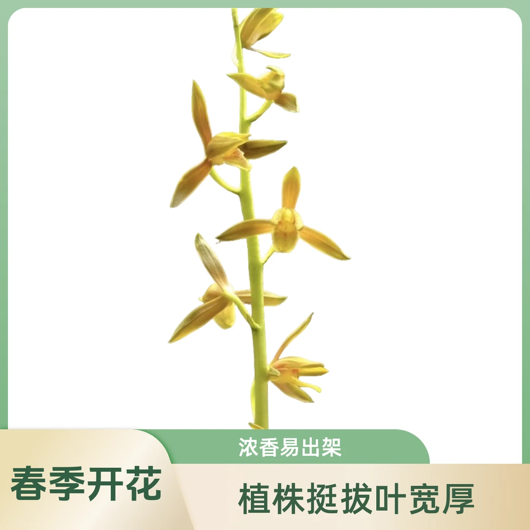 墨兰又名报岁兰。植株挺拔叶宽厚，花期1－3月份，一杆多花易出架浓香