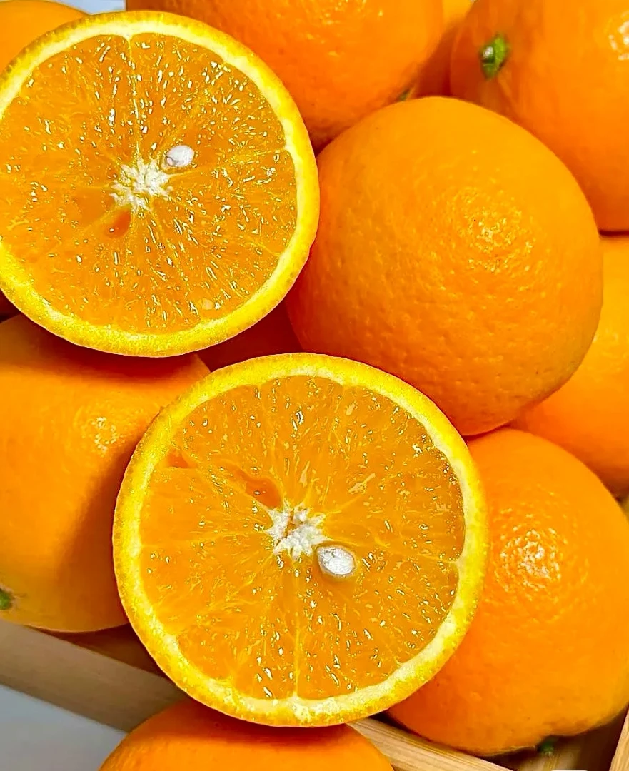 精品香橙