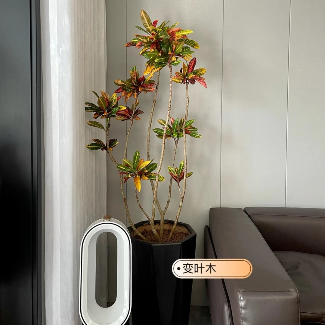 七彩变色木大型室内植物老桩室内客厅办公室内绿植造型黄金变叶木
