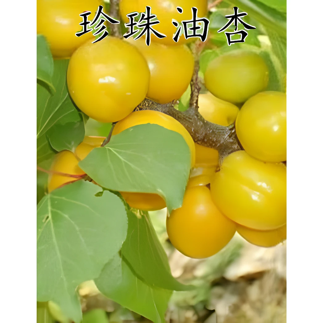 新品种珍珠油杏树苗嫁接杏子树苗南北方盆栽地栽四季种植【买1送2】